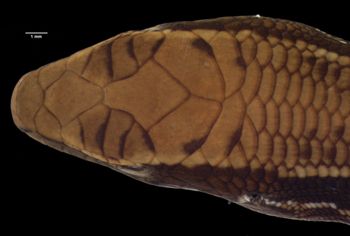 Media type: image;   Herpetology R-125433 Aspect: head dorsal